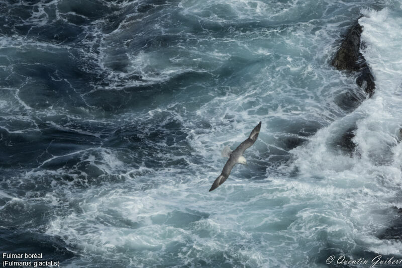 Fulmar boréaladulte, Vol