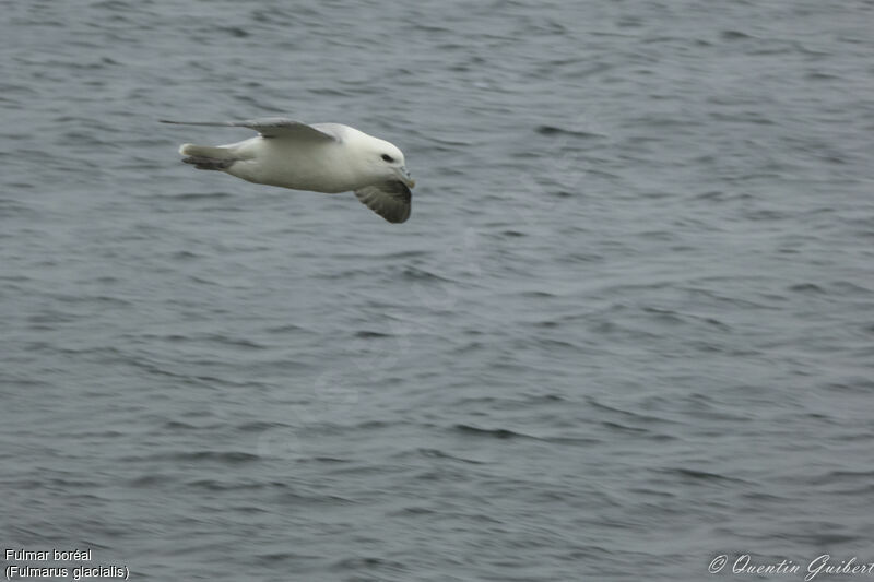 Fulmar boréaladulte, Vol