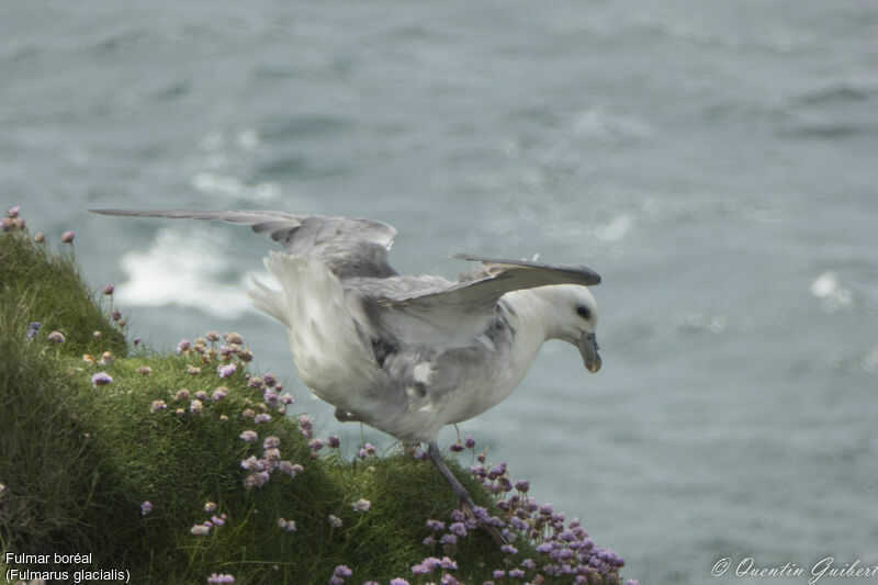 Fulmar boréaladulte