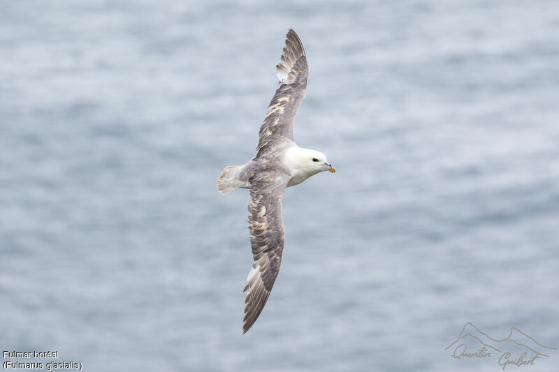 Fulmar boréaladulte, identification, Vol