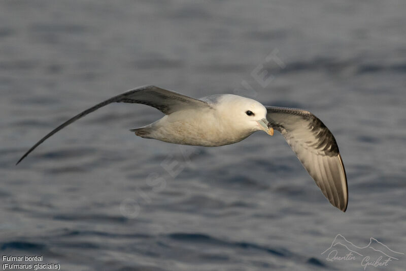 Fulmar boréal, identification, Vol