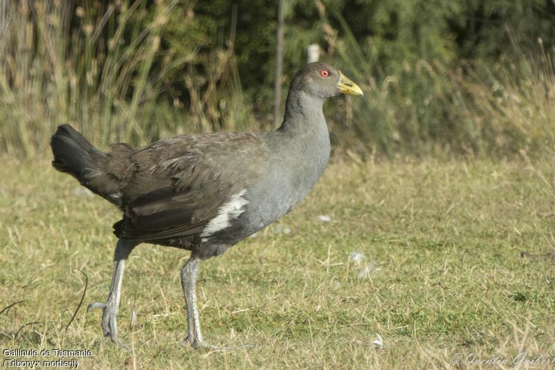 Gallinule de Tasmanieadulte, identification, marche