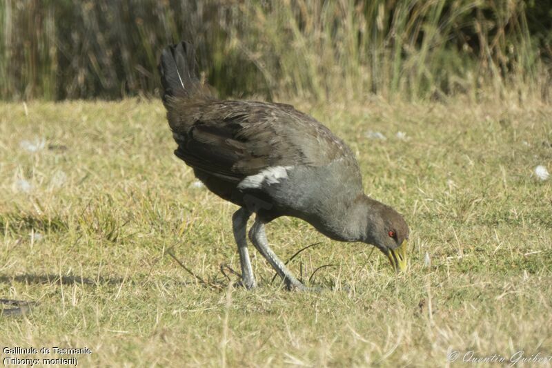 Gallinule de Tasmanieadulte, identification, marche, mange