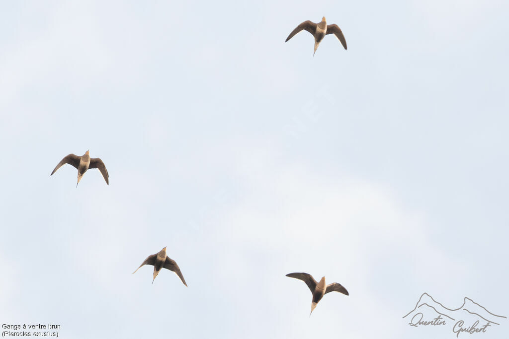 Ganga à ventre brun, Vol