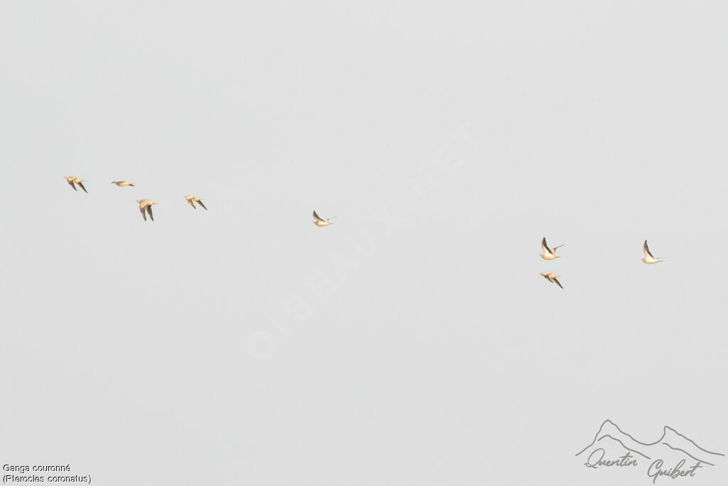 Ganga couronné, Vol