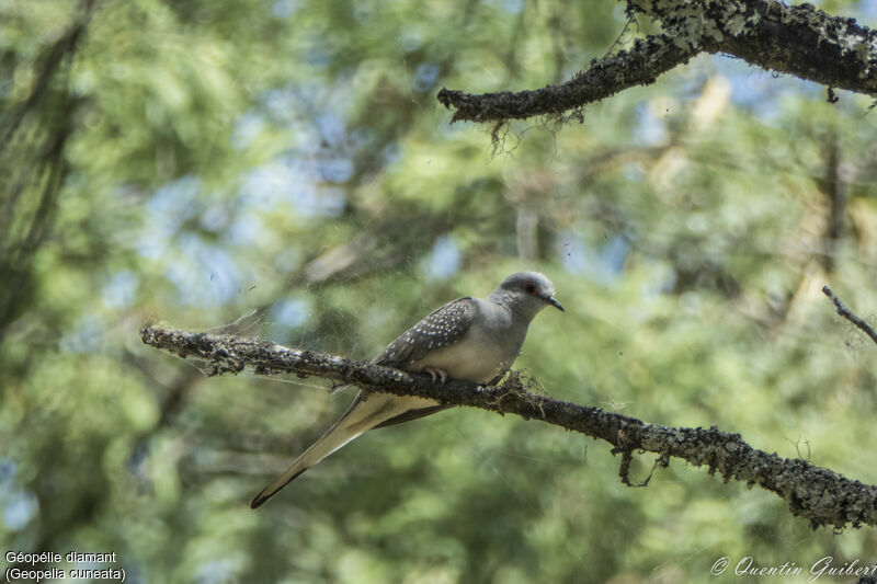 Diamond Dove, identification