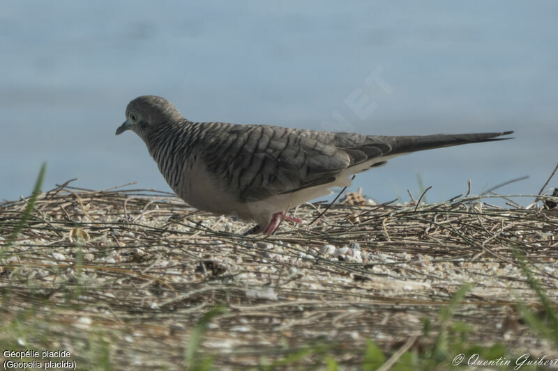 Peaceful Dove