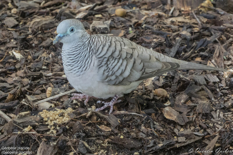 Géopélie placide, identification