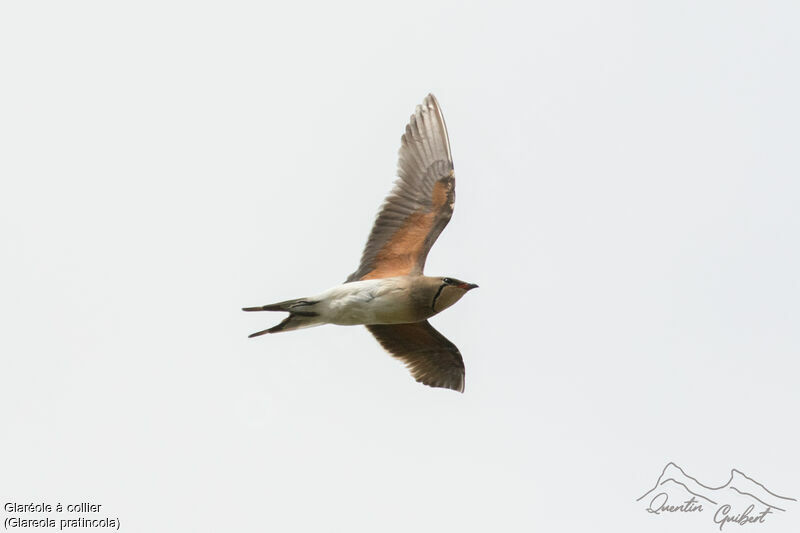 Collared Pratincole