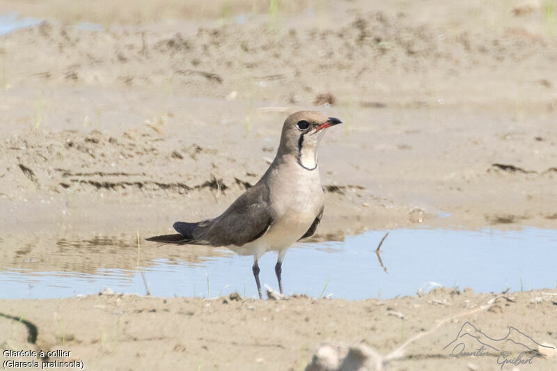 Collared Pratincoleadult breeding, identification