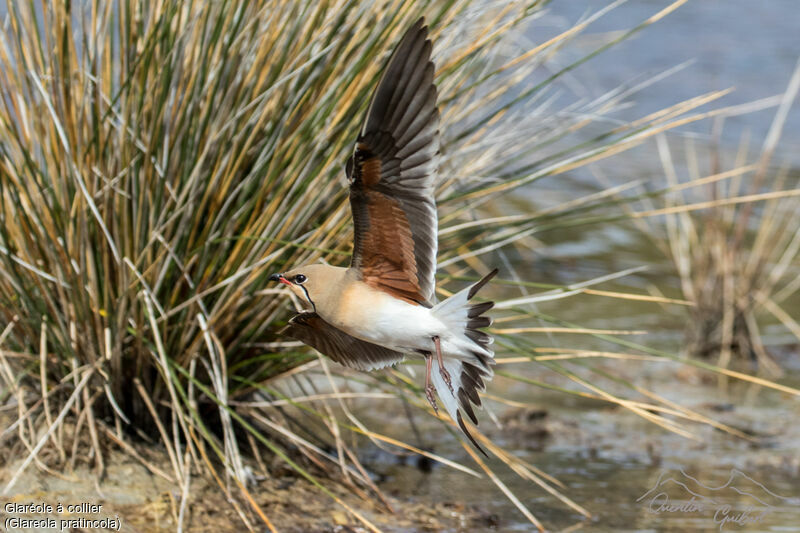 Collared Pratincole