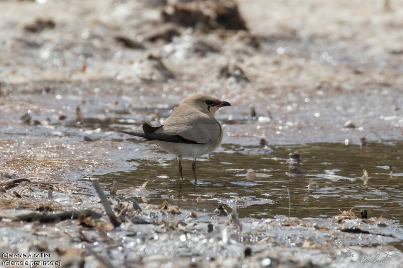 Collared Pratincole