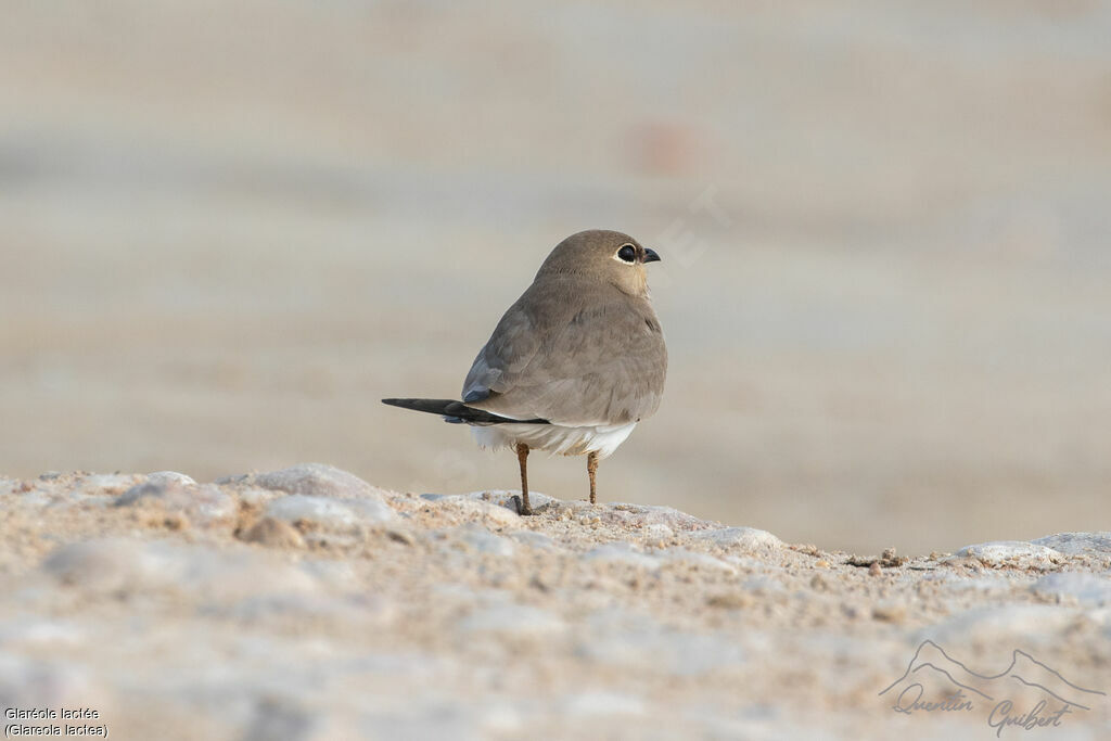 Small Pratincole
