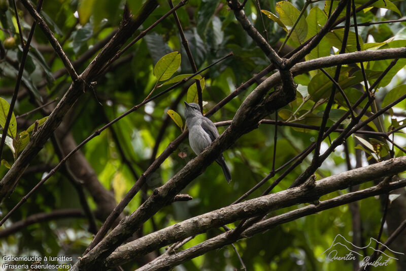 Ashy Flycatcher, identification