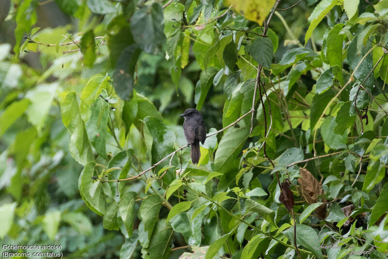 Dusky-blue Flycatcher