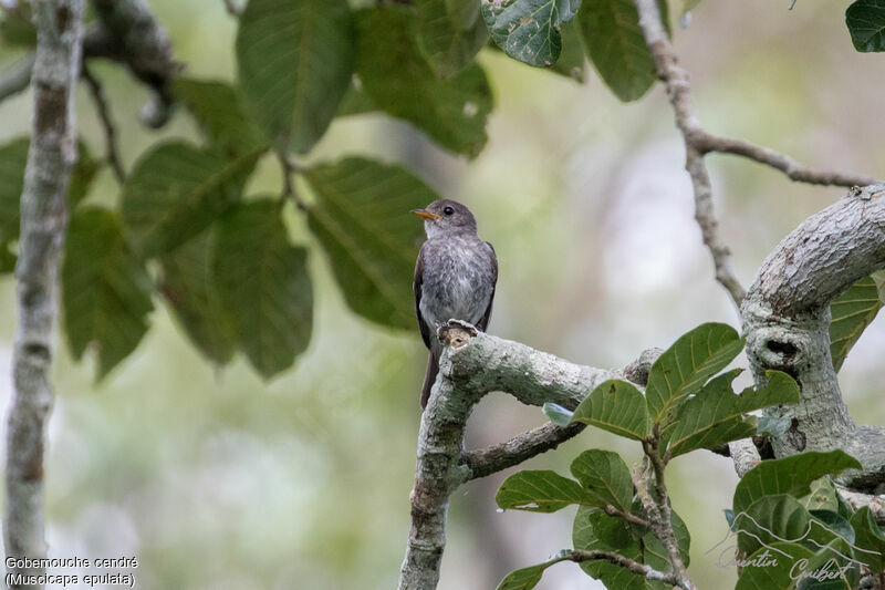 Little Grey Flycatcher