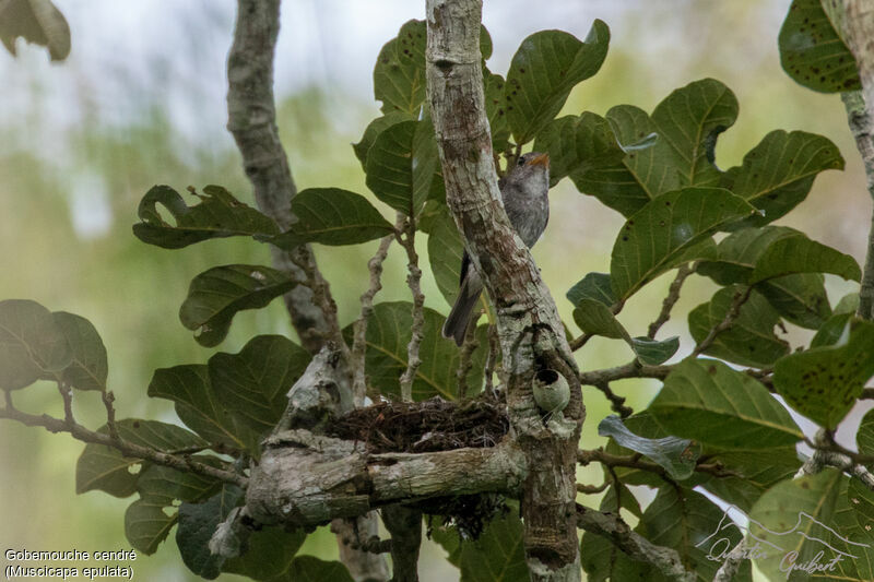 Gobemouche cendré