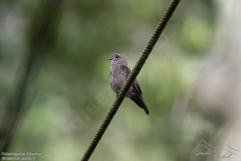 Ussher's Flycatcher