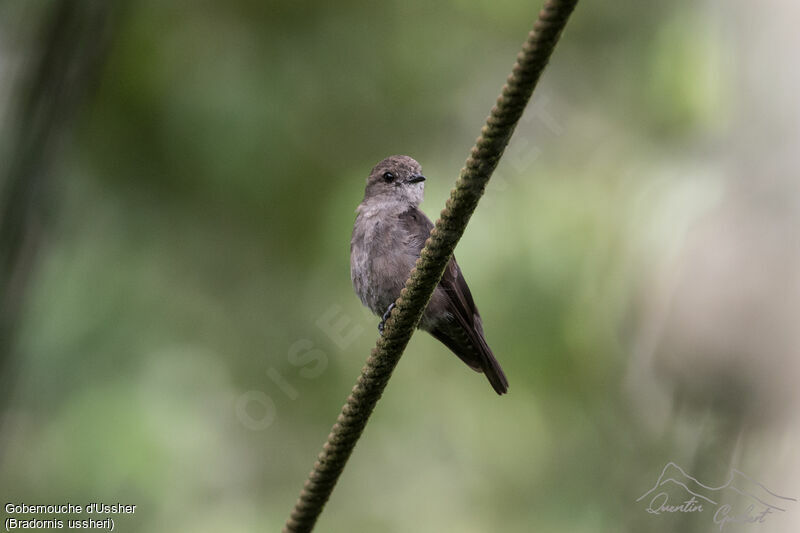 Ussher's Flycatcheradult, identification