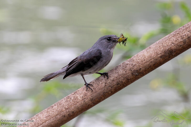 Cassin's Flycatcher