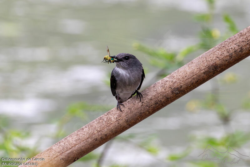 Cassin's Flycatcher