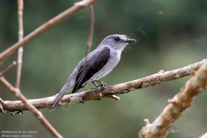 Cassin's Flycatcheradult, identification