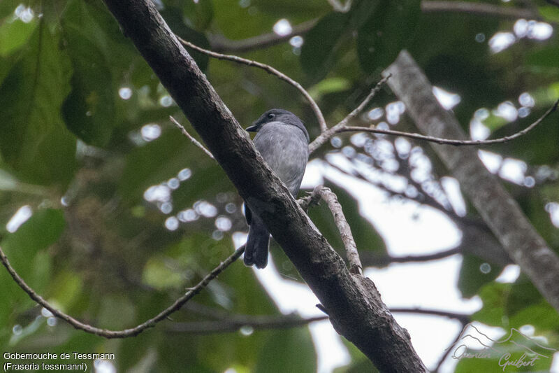 Tessmann's Flycatcher