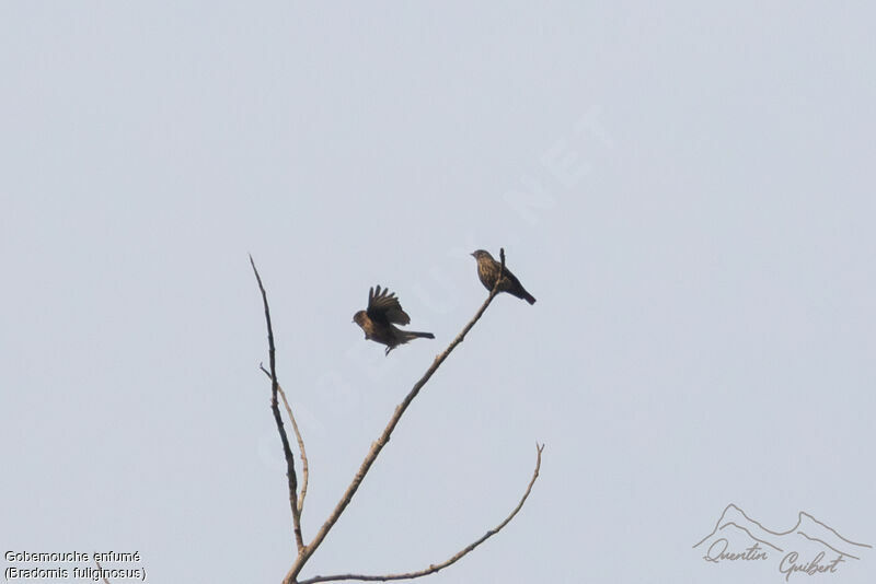 Sooty Flycatcher