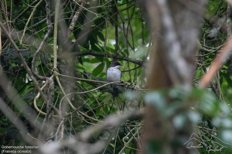 Fraser's Forest Flycatcher