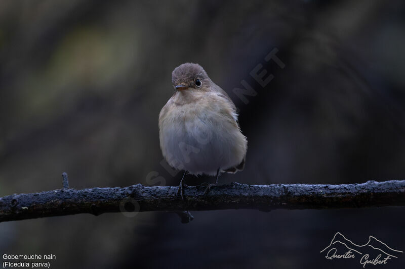 Red-breasted Flycatcher