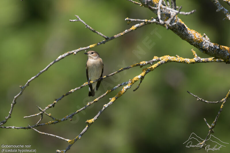 European Pied Flycatcher