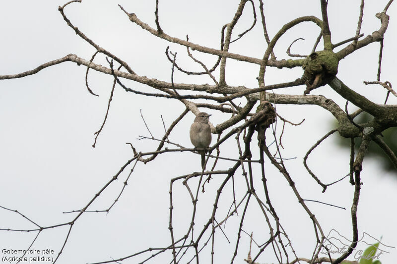 Pale Flycatcheradult, identification