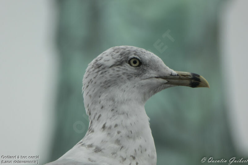 Goéland à bec cercléadulte, portrait