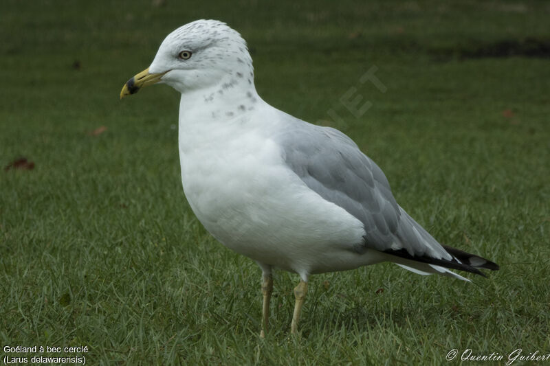 Ring-billed Gulladult post breeding, identification