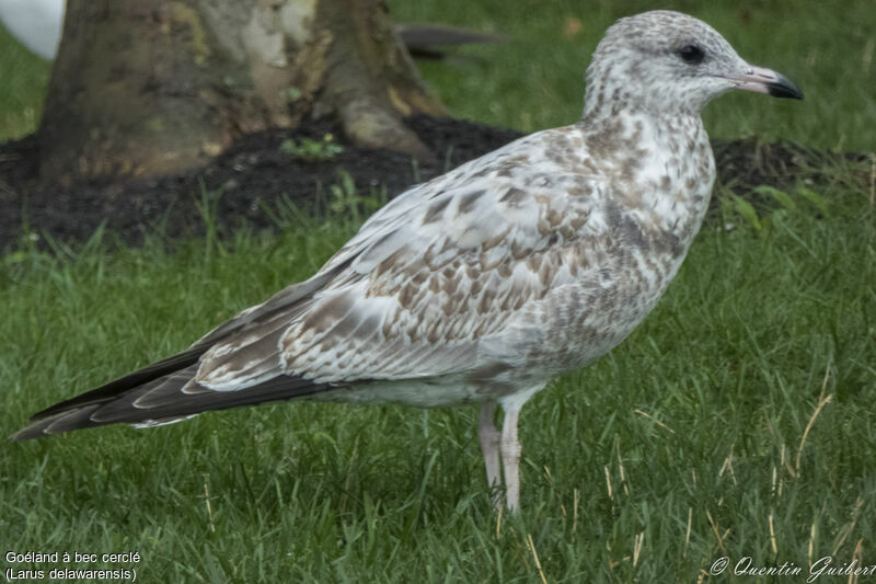 Ring-billed GullFirst year, identification