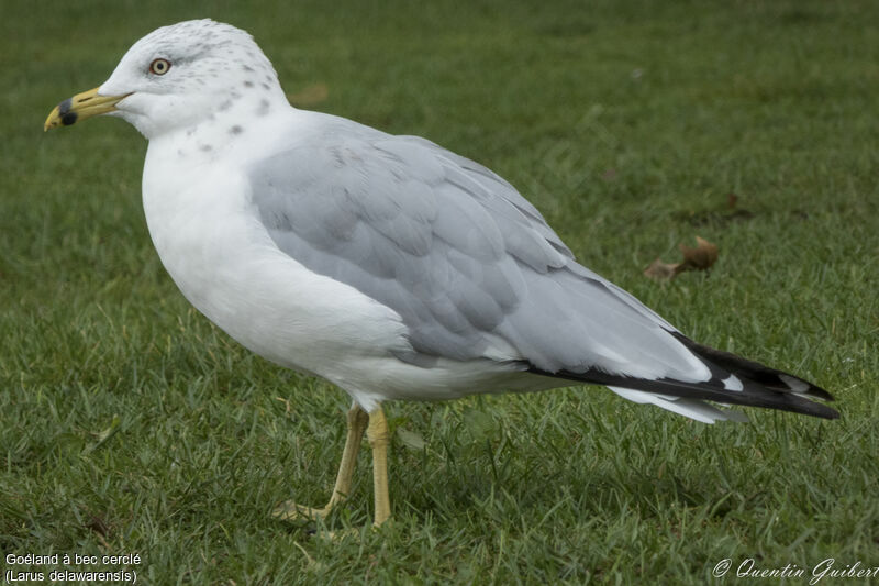 Ring-billed Gulladult, identification, walking