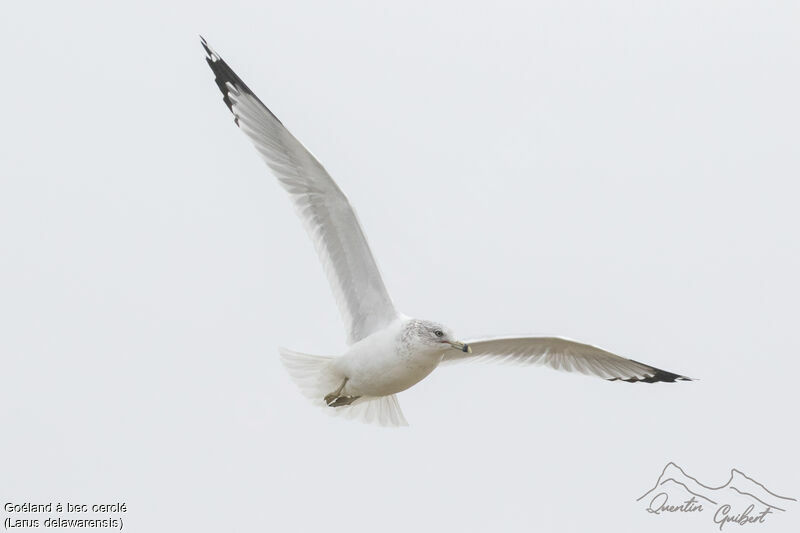 Ring-billed Gulladult post breeding, identification, Flight