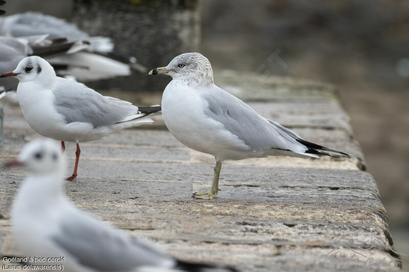 Ring-billed Gull