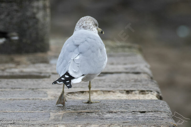 Ring-billed Gulladult post breeding, identification, walking