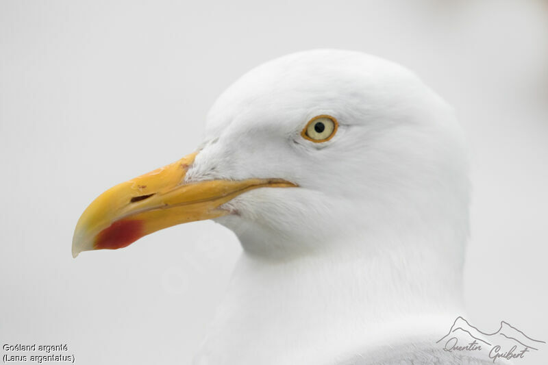 European Herring Gulladult breeding, close-up portrait