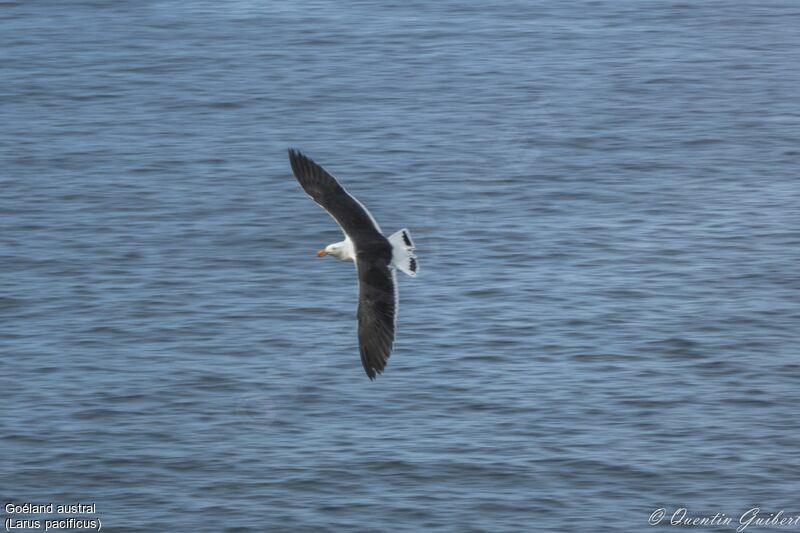 Pacific Gulladult breeding, Flight