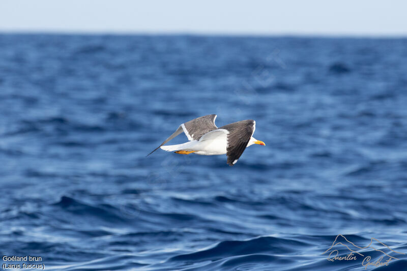 Lesser Black-backed Gulladult breeding, identification, Flight