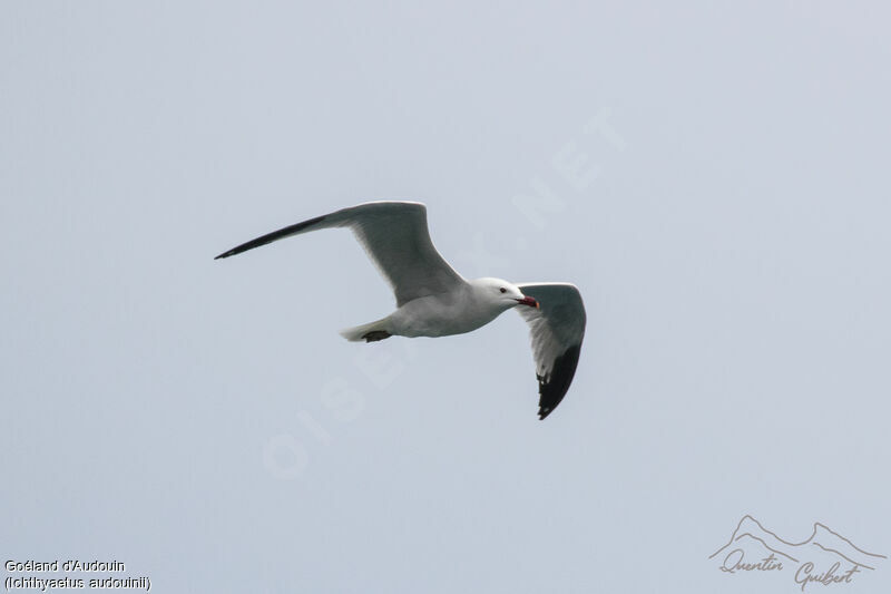 Audouin's Gull