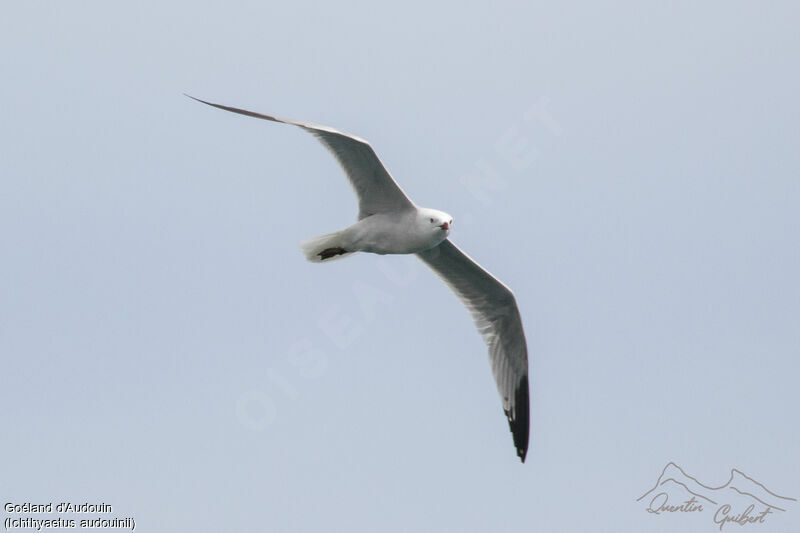 Audouin's Gulladult, identification, Flight