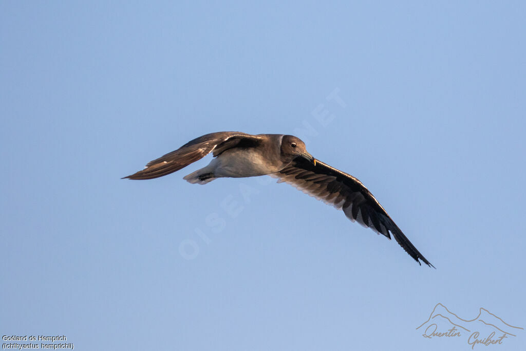 Goéland de Hemprich