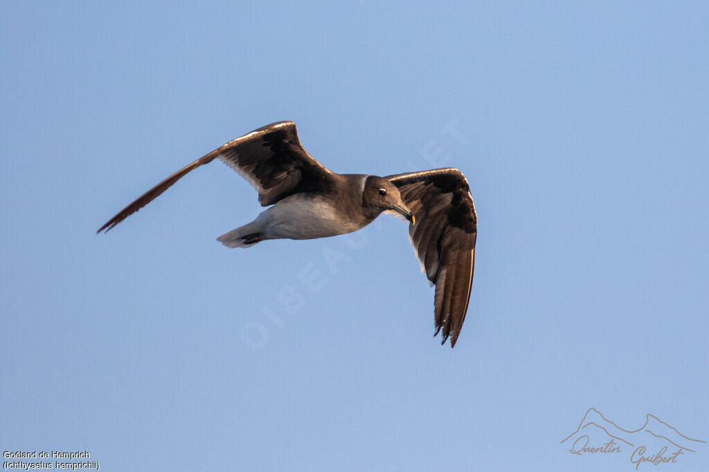 Goéland de Hemprichadulte internuptial, identification, Vol