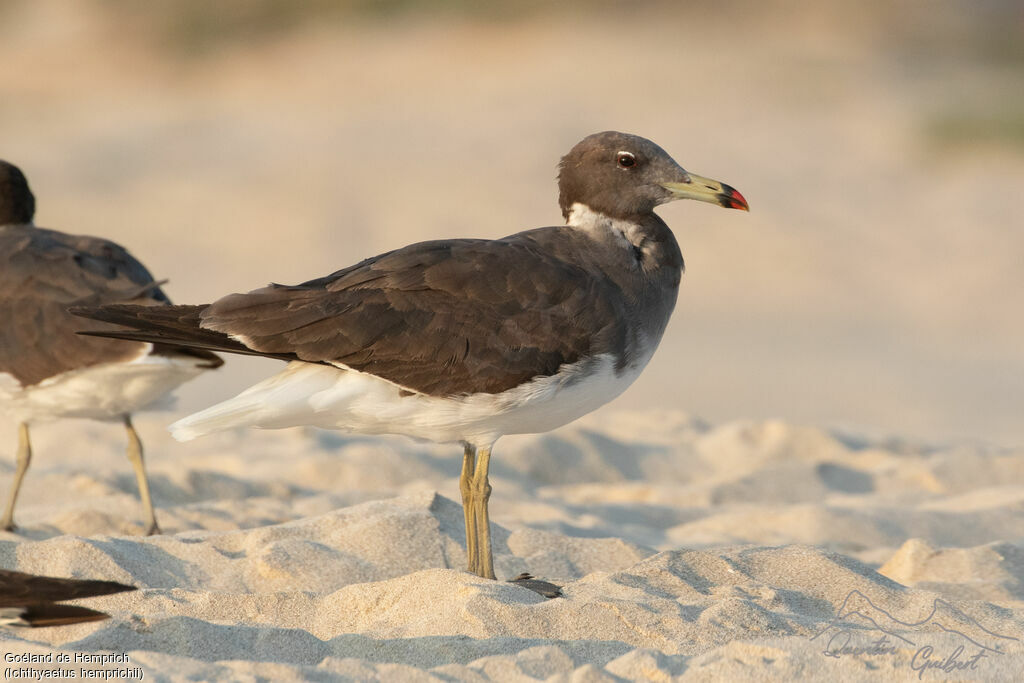 Goéland de Hemprich