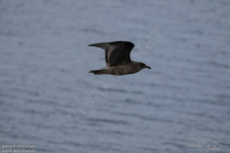 Kelp Gull