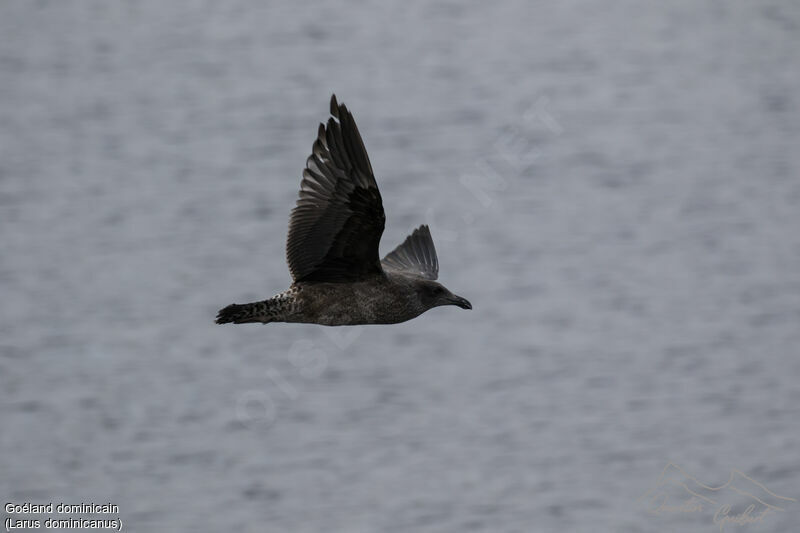 Kelp Gull