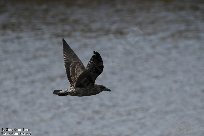 Kelp Gull